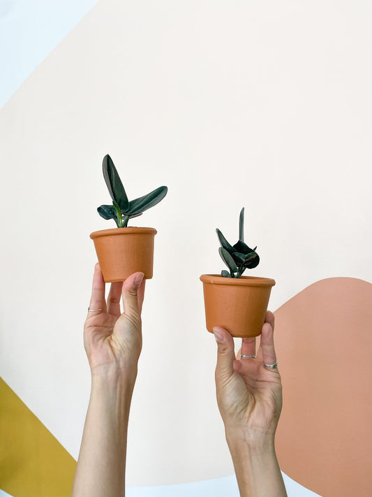 Trevor (Scindapsus) - Alma Plantes