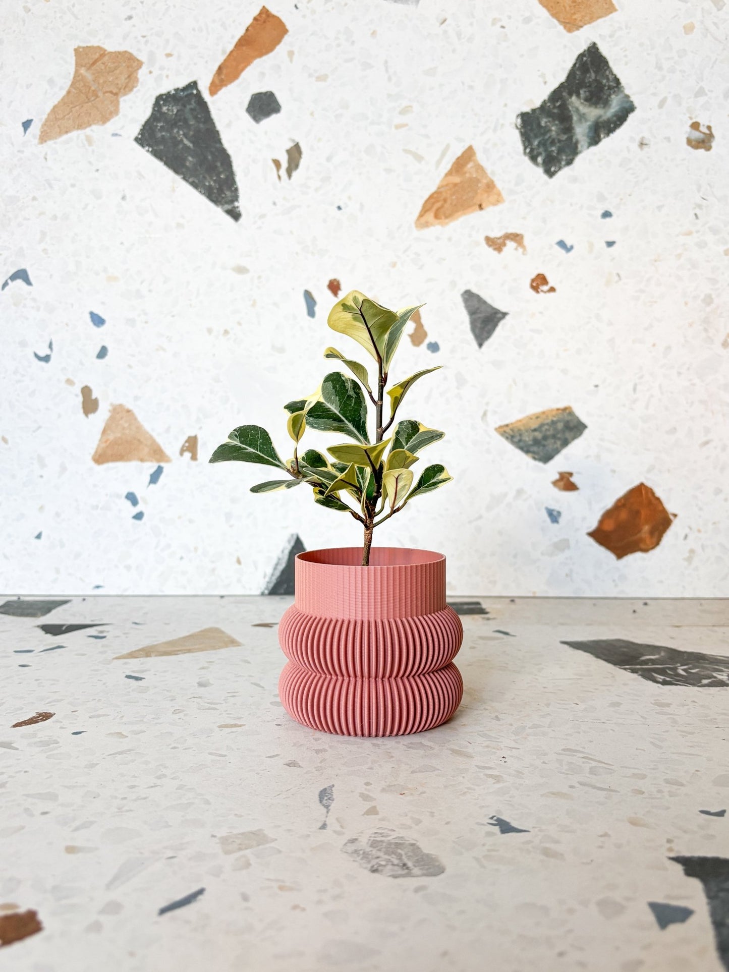 Trixie (Ficus) - Alma Plantes