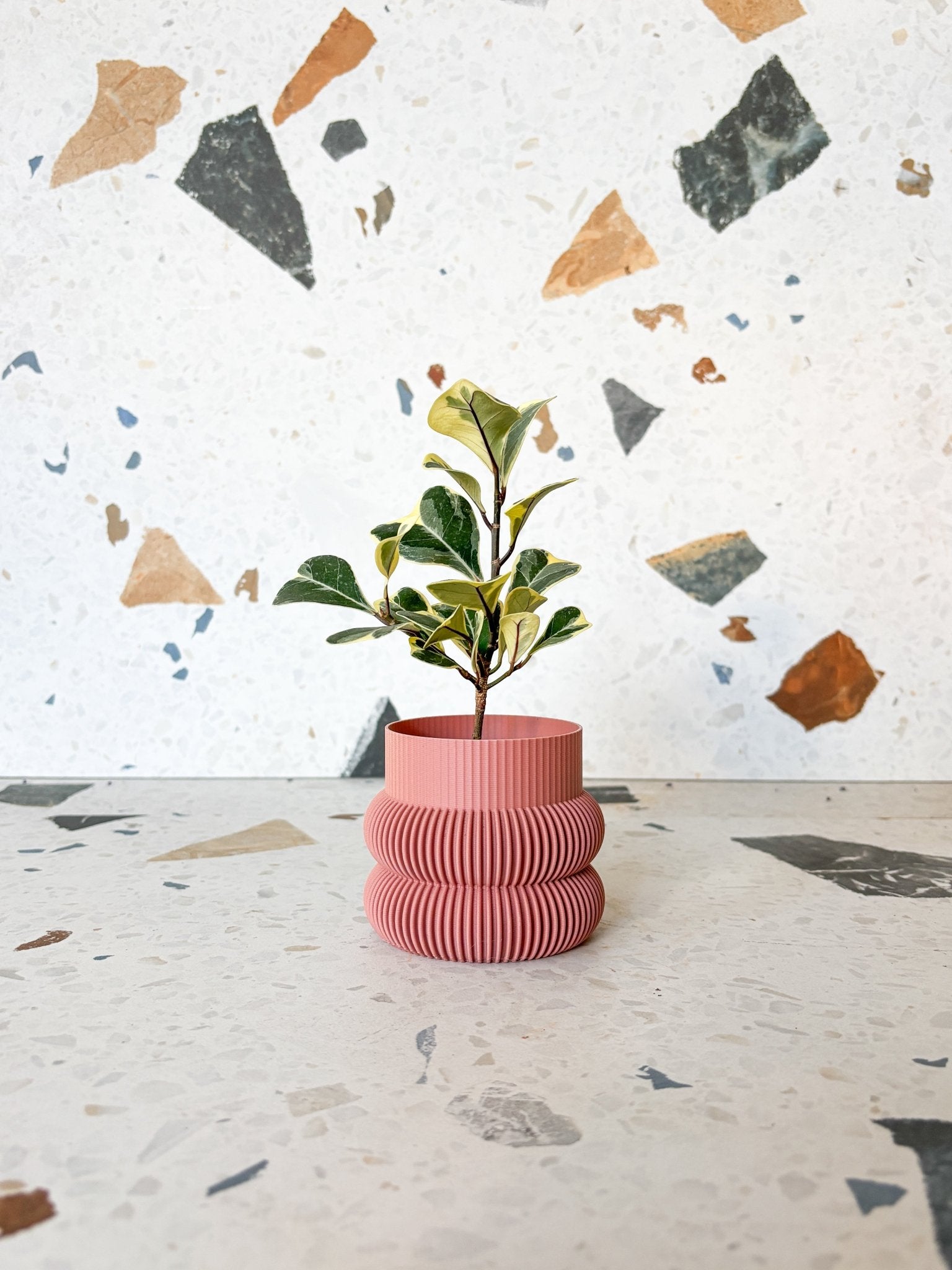 Trixie (Ficus) - Alma Plantes