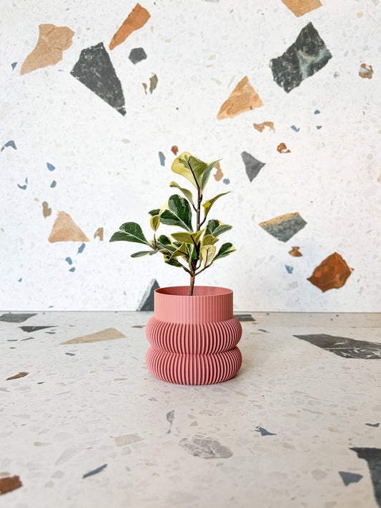 Trixie (Ficus) - Alma Plantes