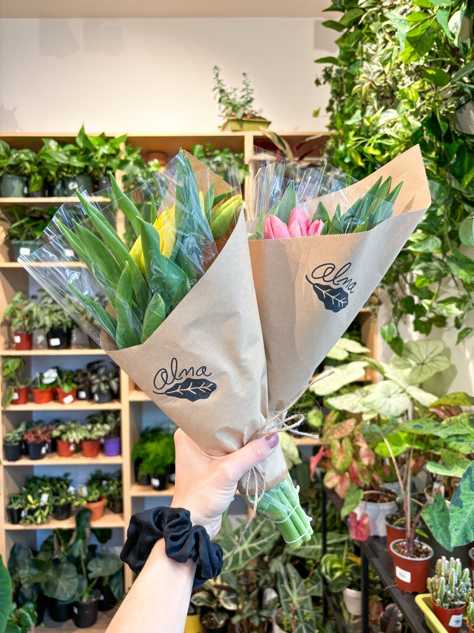 Tulipes - Alma Plantes