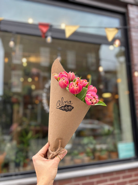 Tulipes bicolore colombus - Alma Plantes