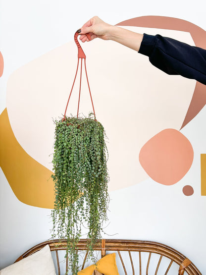 Turtle (Peperomia) - Alma Plantes