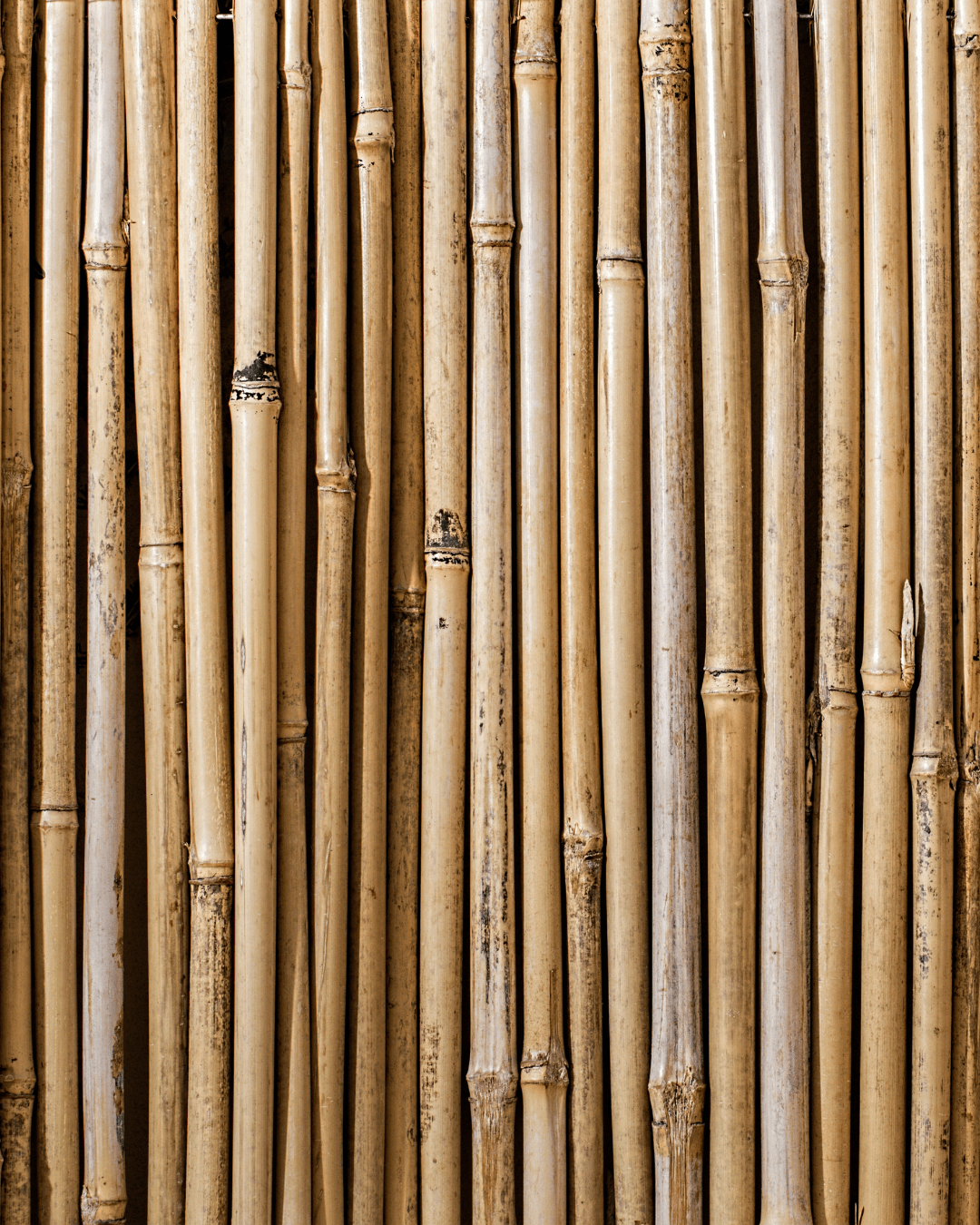 Tuteur de bambou - Alma Plantes