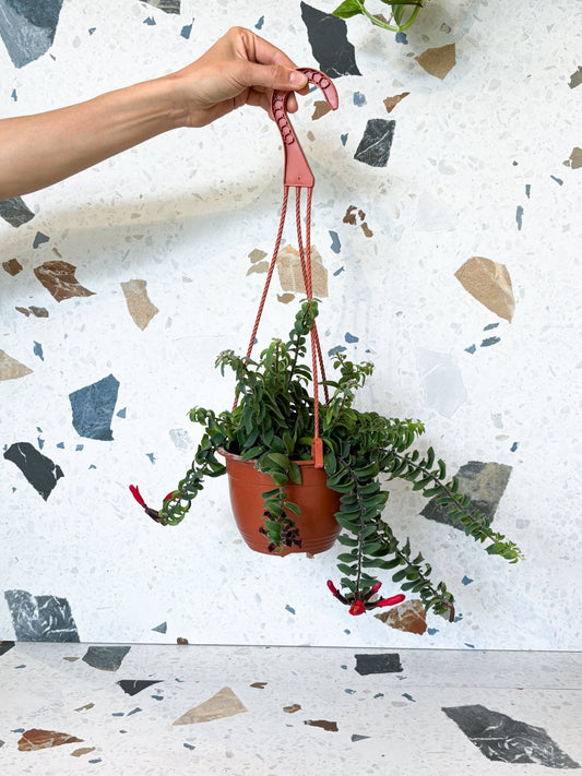 Twister (Aeschynanthus) - Alma Plantes