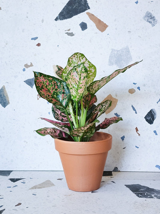 Valentine (Aglaonema) - Alma Plantes