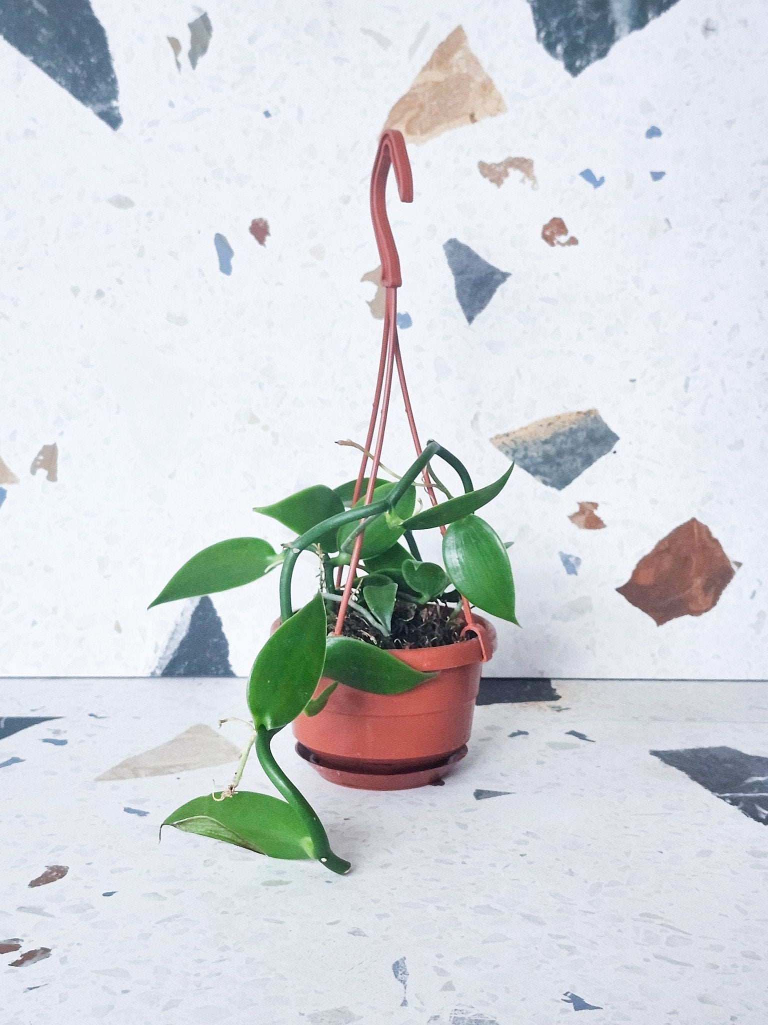 Vanille (Planifolia) - Alma Plantes