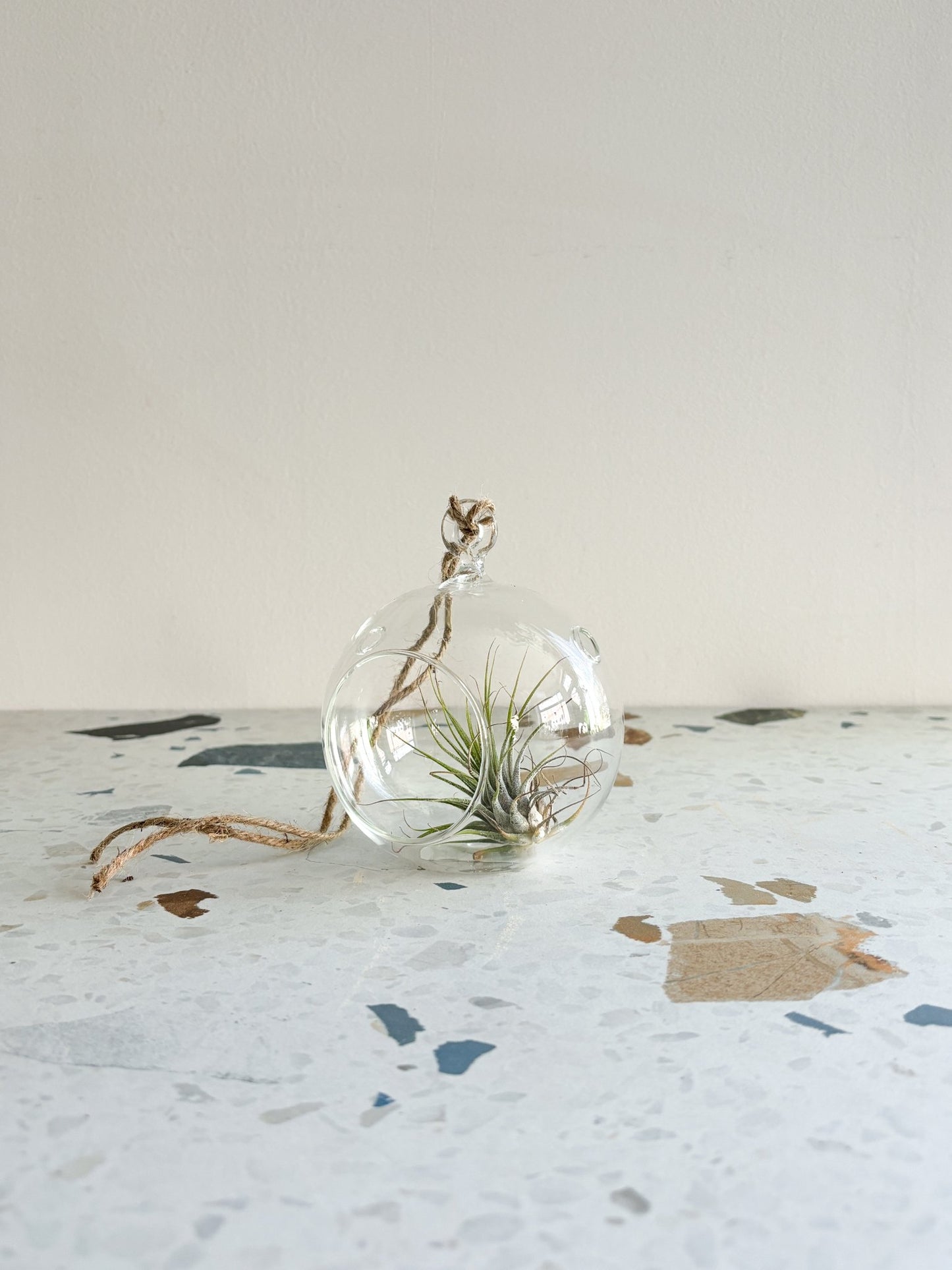 Vase boule en verre suspendu - Alma Plantes