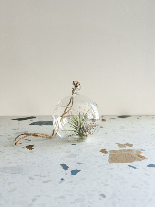 Vase boule en verre suspendu - Alma Plantes