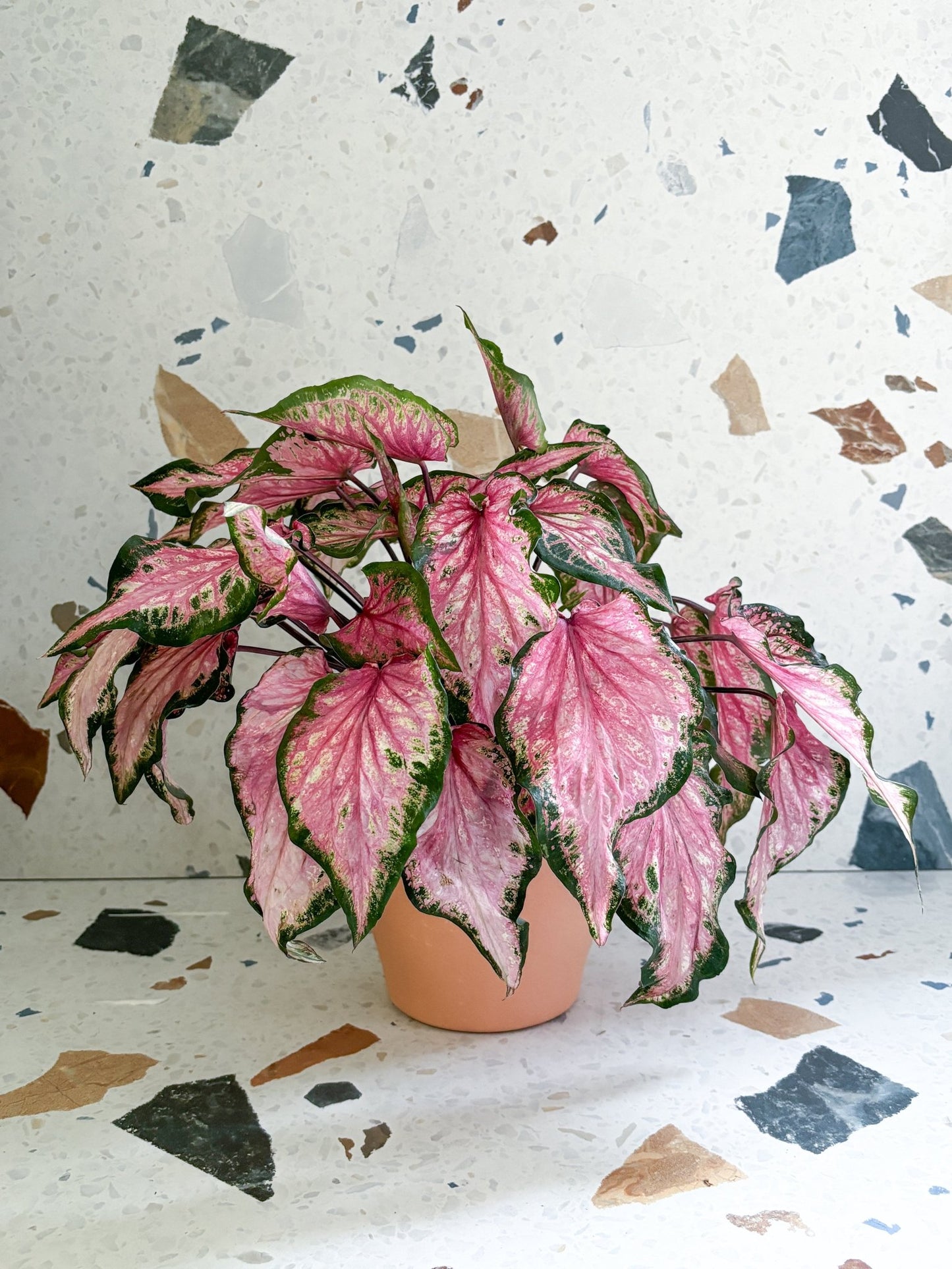 Vava (Caladium) - Alma Plantes
