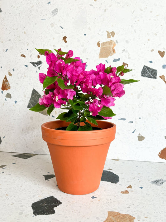 Vera (Bougainvillier) - Alma Plantes