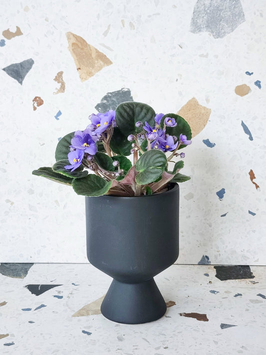 Violette (Violet africaine) - Alma Plantes