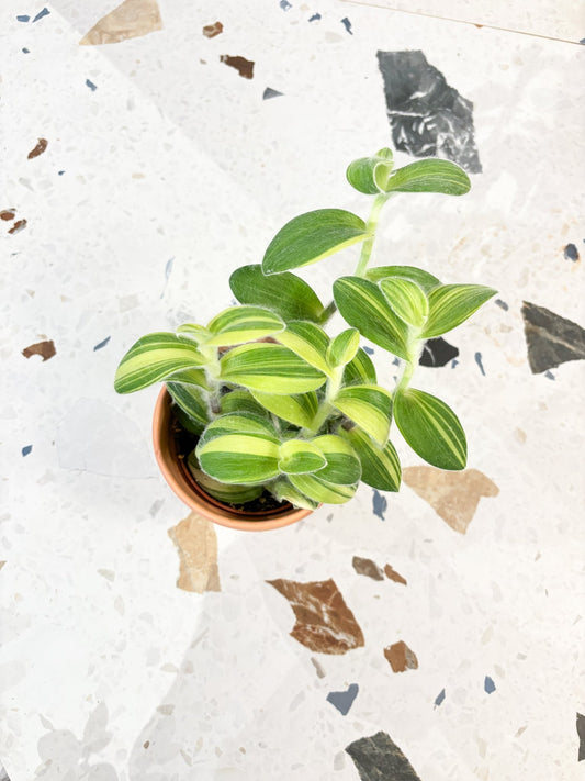 Viviane (Tradescantia) - Alma Plantes