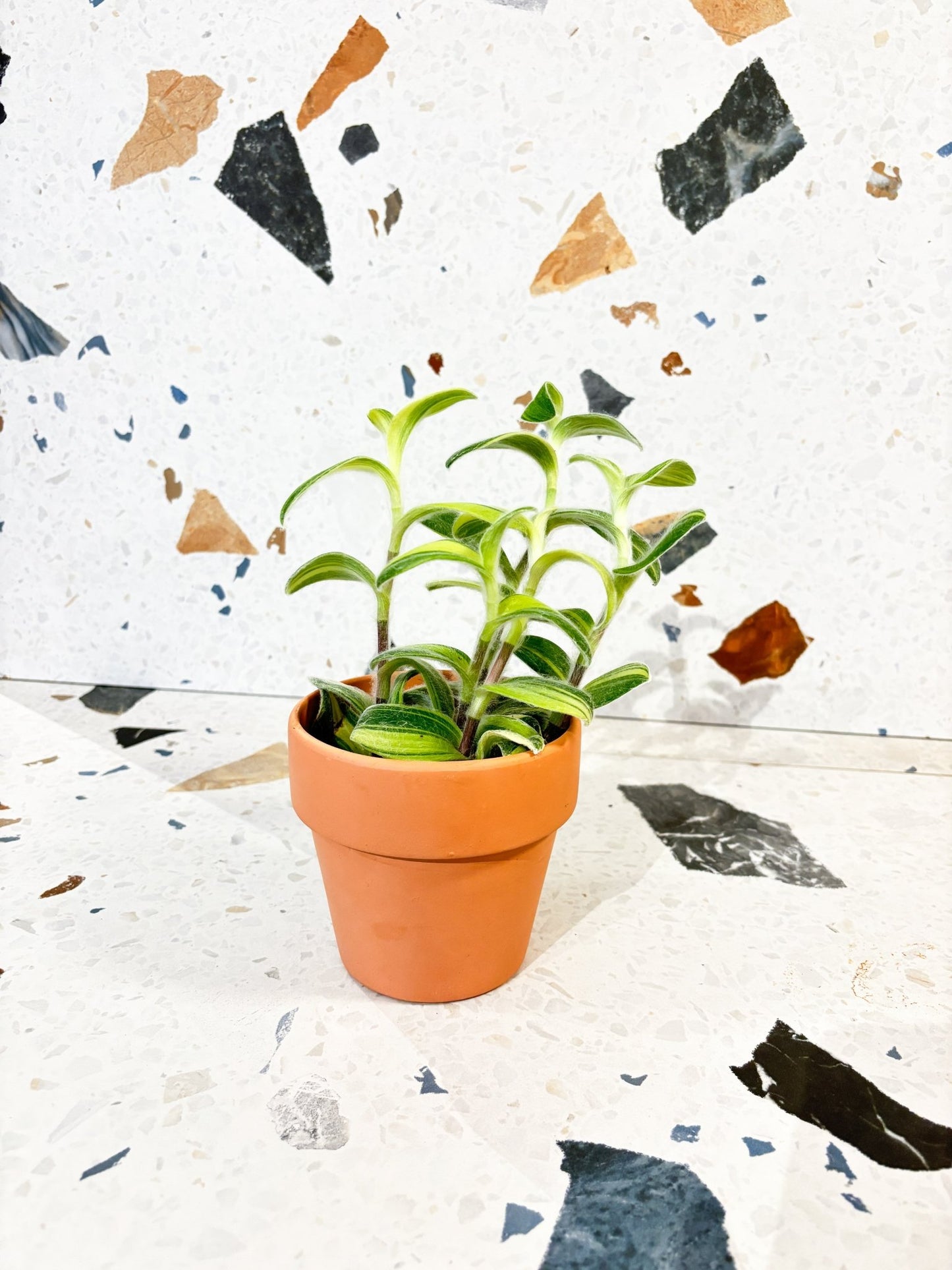 Viviane (Tradescantia) - Alma Plantes