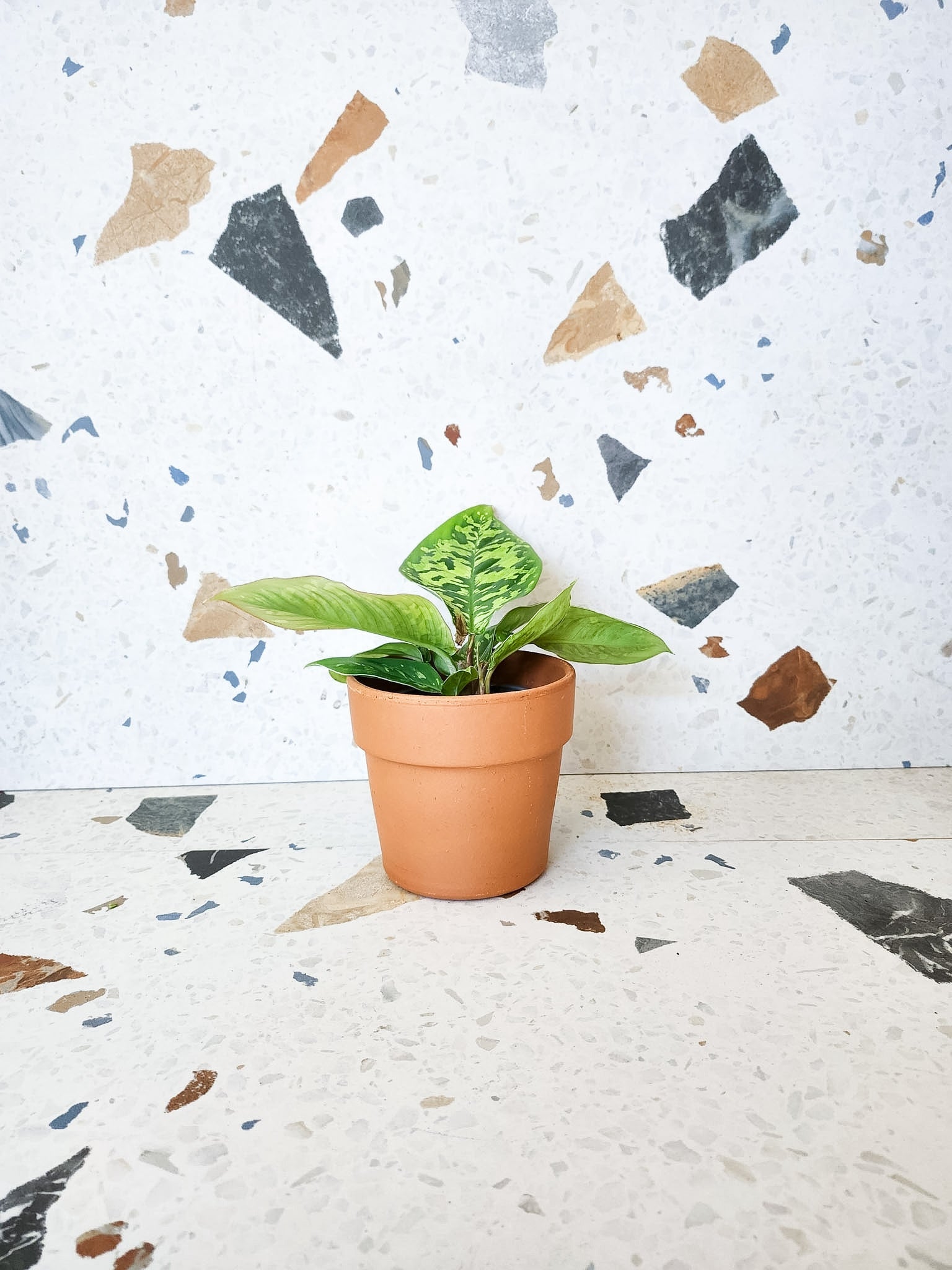 Wally (Homalomena) - Alma Plantes