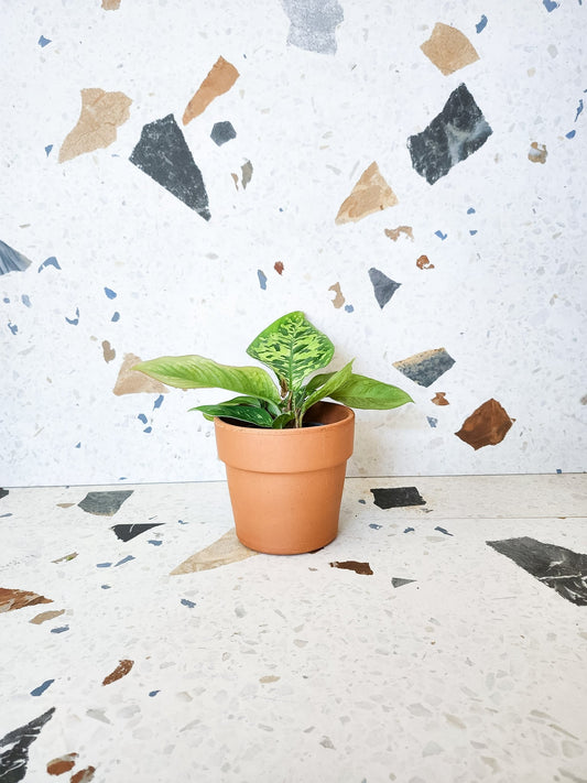 Wally (Homalomena) - Alma Plantes