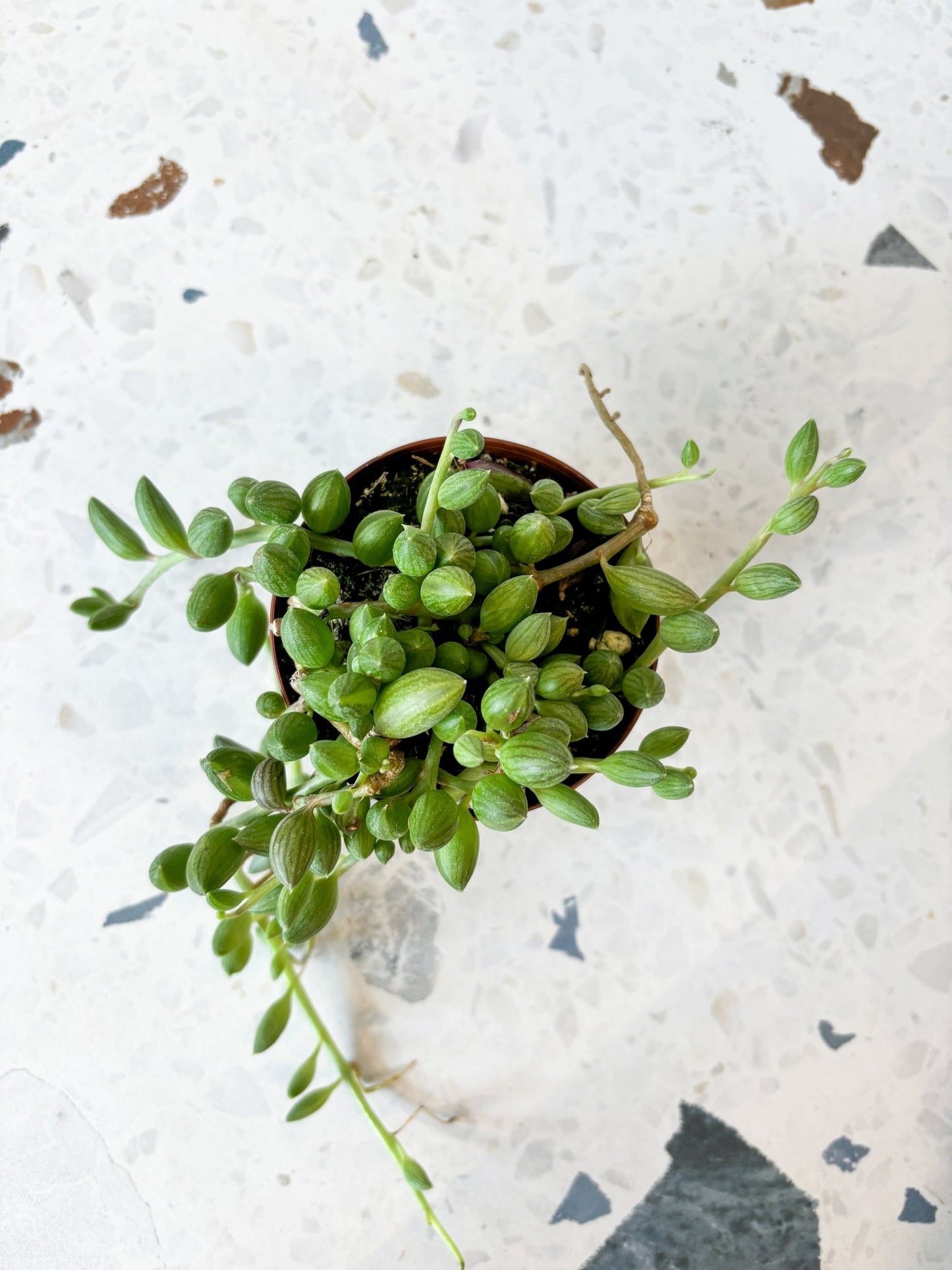 Watermelon (Senecio) - Alma Plantes