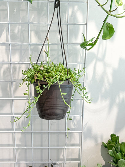 Watermelon (Senecio) - Alma Plantes