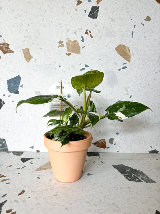 White Wizard (Philodendron) - Alma Plantes