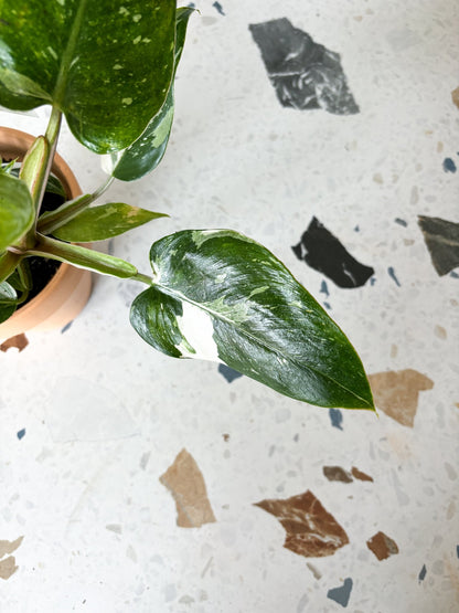 White Wizard (Philodendron) - Alma Plantes