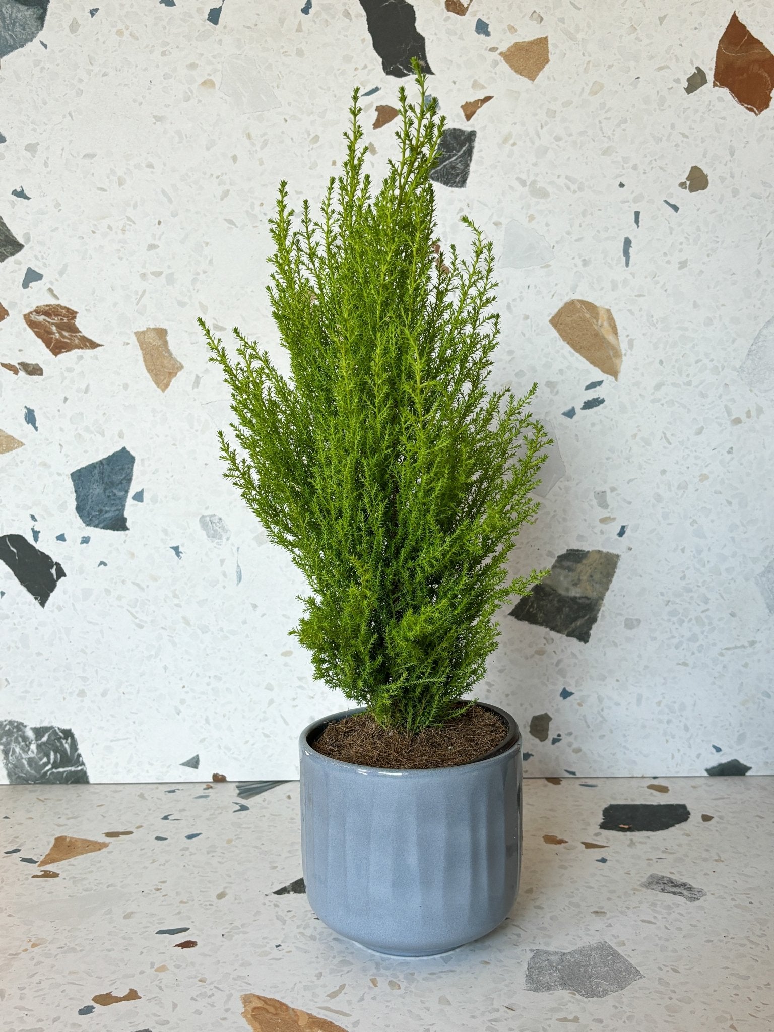 Wilma (Cypres) - Alma Plantes