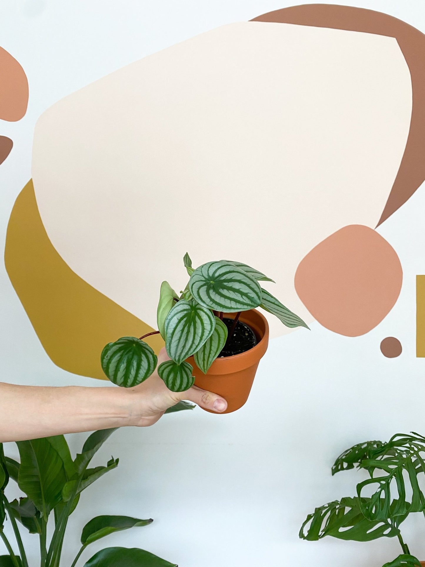 Winnie (Peperomia) - Alma Plantes