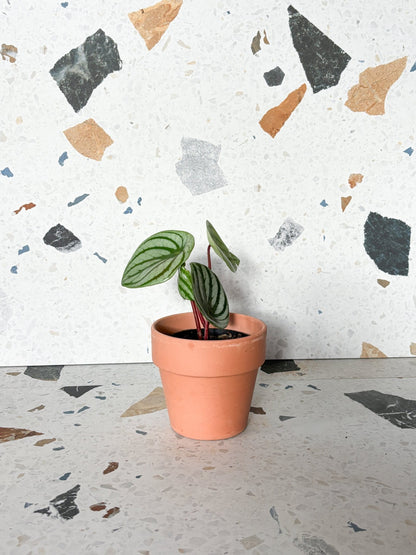 Winnie (Peperomia) - Alma Plantes