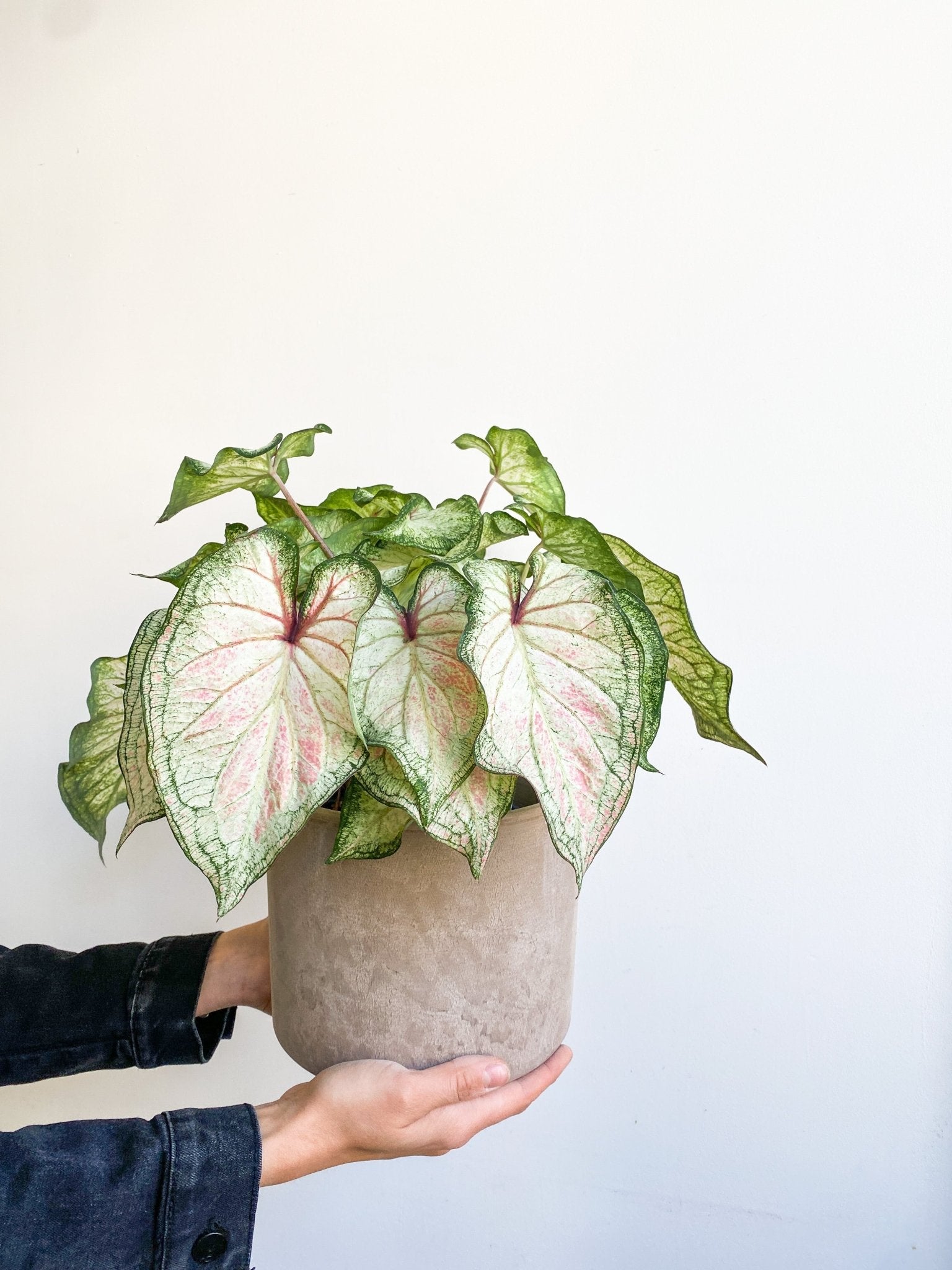 Wonder (Caladium) - Alma Plantes