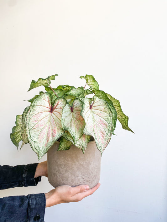 Wonder (Caladium) - Alma Plantes