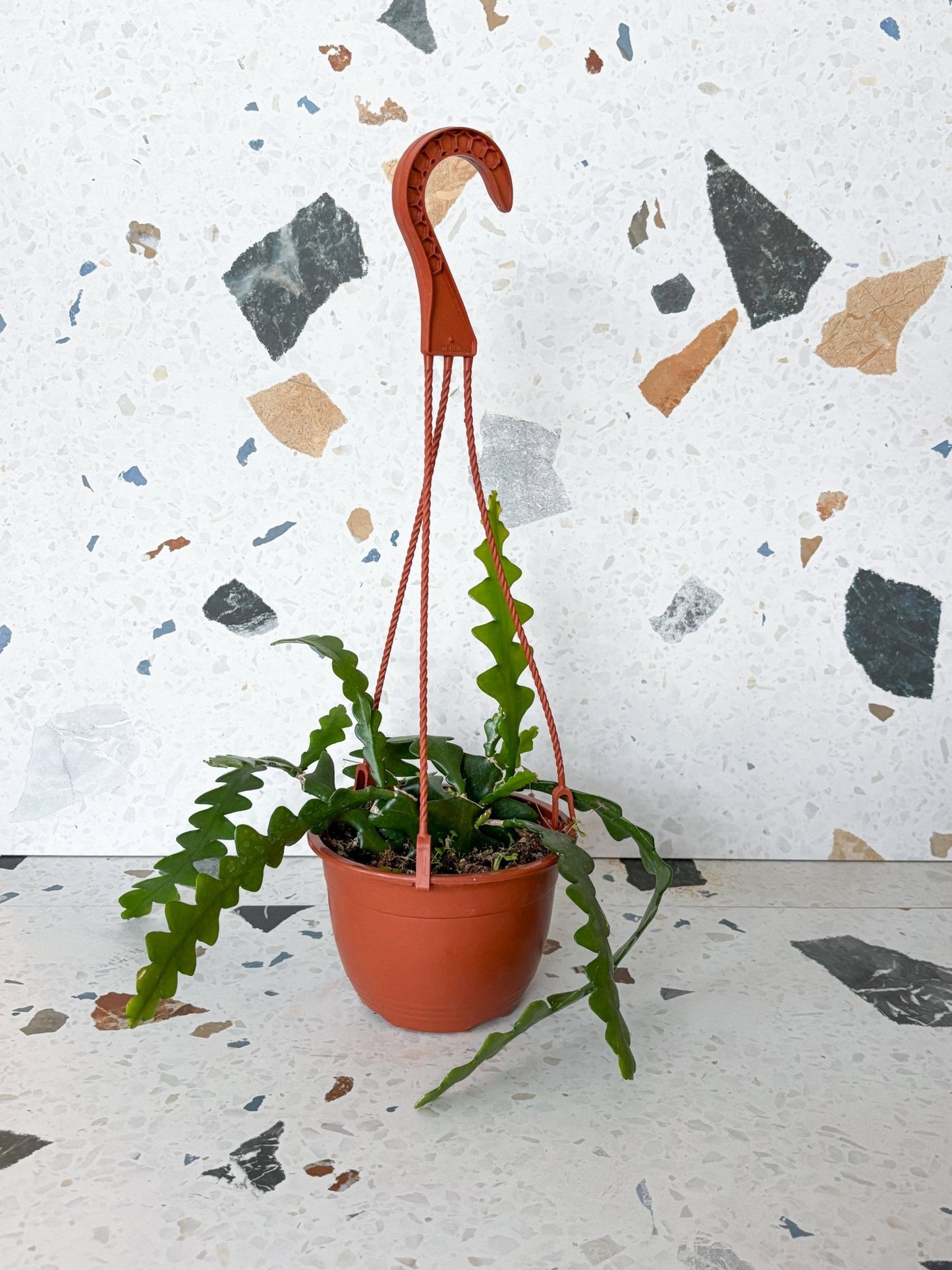 Ziggy (Epyphillum) - Alma Plantes