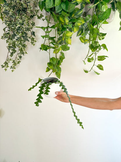 Ziggy (Epyphillum) - Alma Plantes