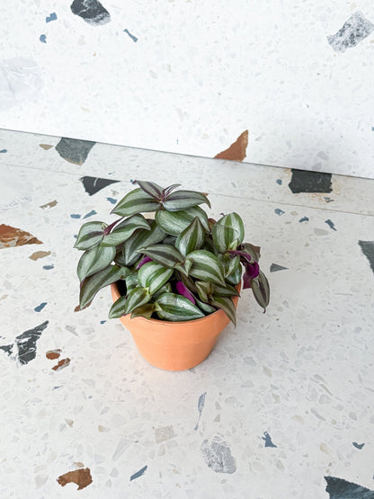 Zoey (Tradescantia) - Alma Plantes