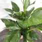 Lily (Spathiphyllum)