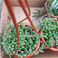 Mr. Bean (Senecio)