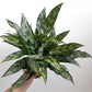 Maria (Aglaonema) - 6 po.