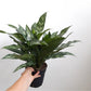Maria (Aglaonema) - 6 po.
