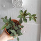 Paula (Peperomia)