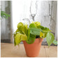 Léonie (Philodendron) 6 Po.
