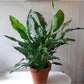 Lily (Spathiphyllum)