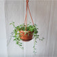Dauphine (Senecio) 4.5 Po. Suspendu