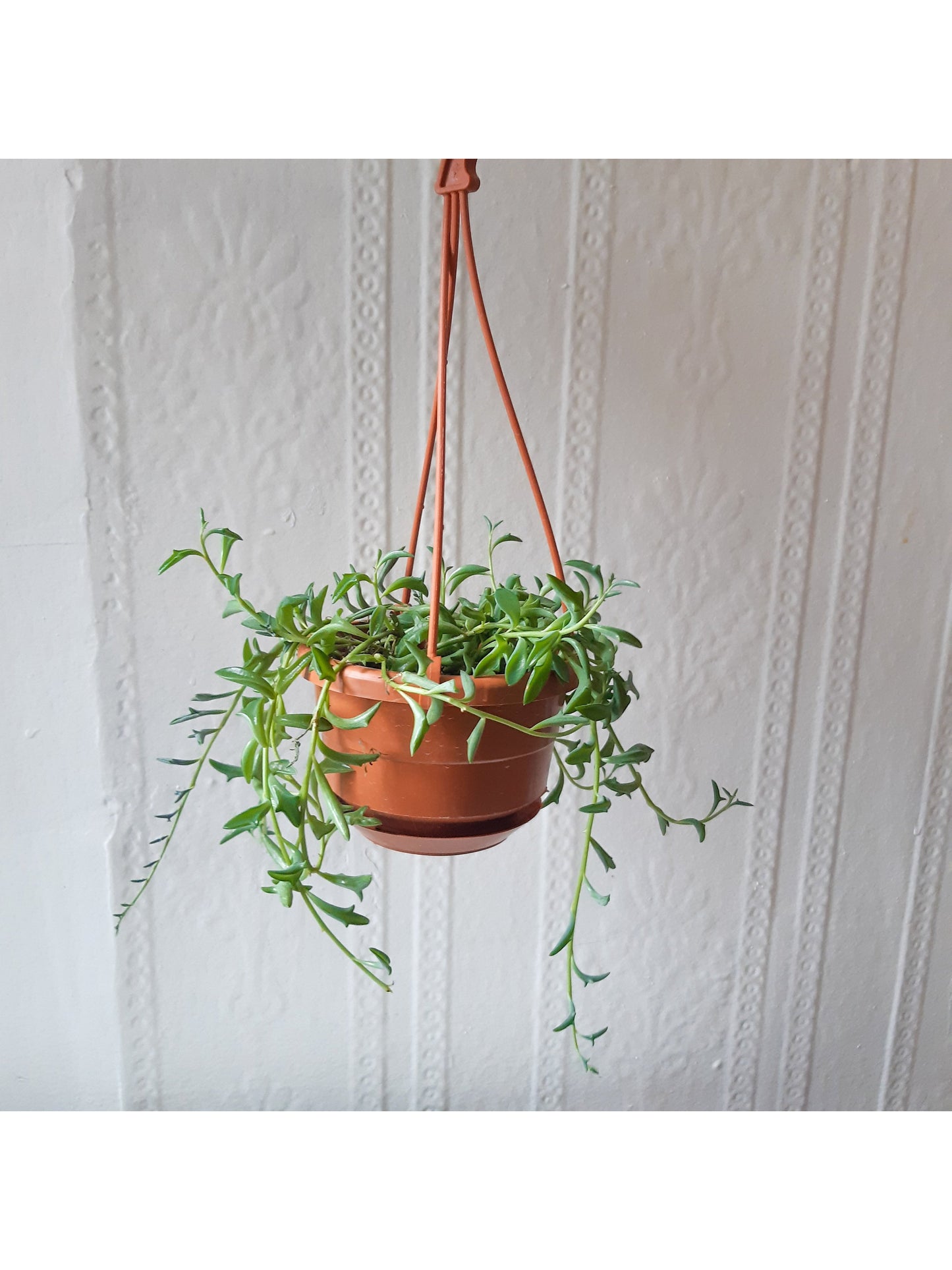 Dauphine (Senecio) 4.5 Po. Suspendu