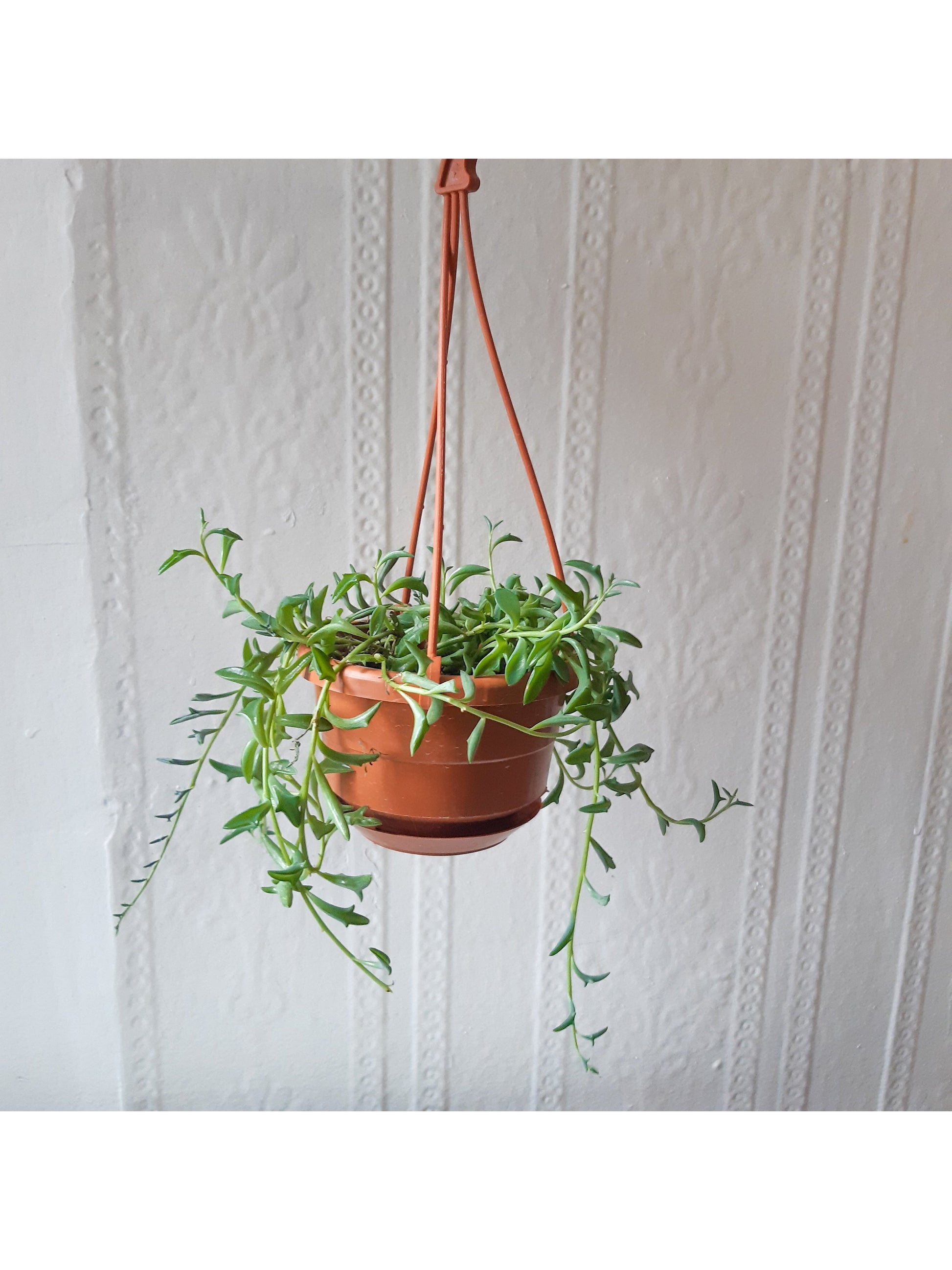 Dauphine (Senecio) 4.5 Po. Suspendu