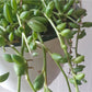 Hervé (Senecio)