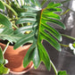 Xana (Philodendron)