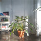 Xana (Philodendron)