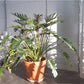 Xana (Philodendron) 10 Po.