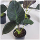 Jeune Regina (Alocasia)