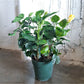 Hibbel (Hibiscus)