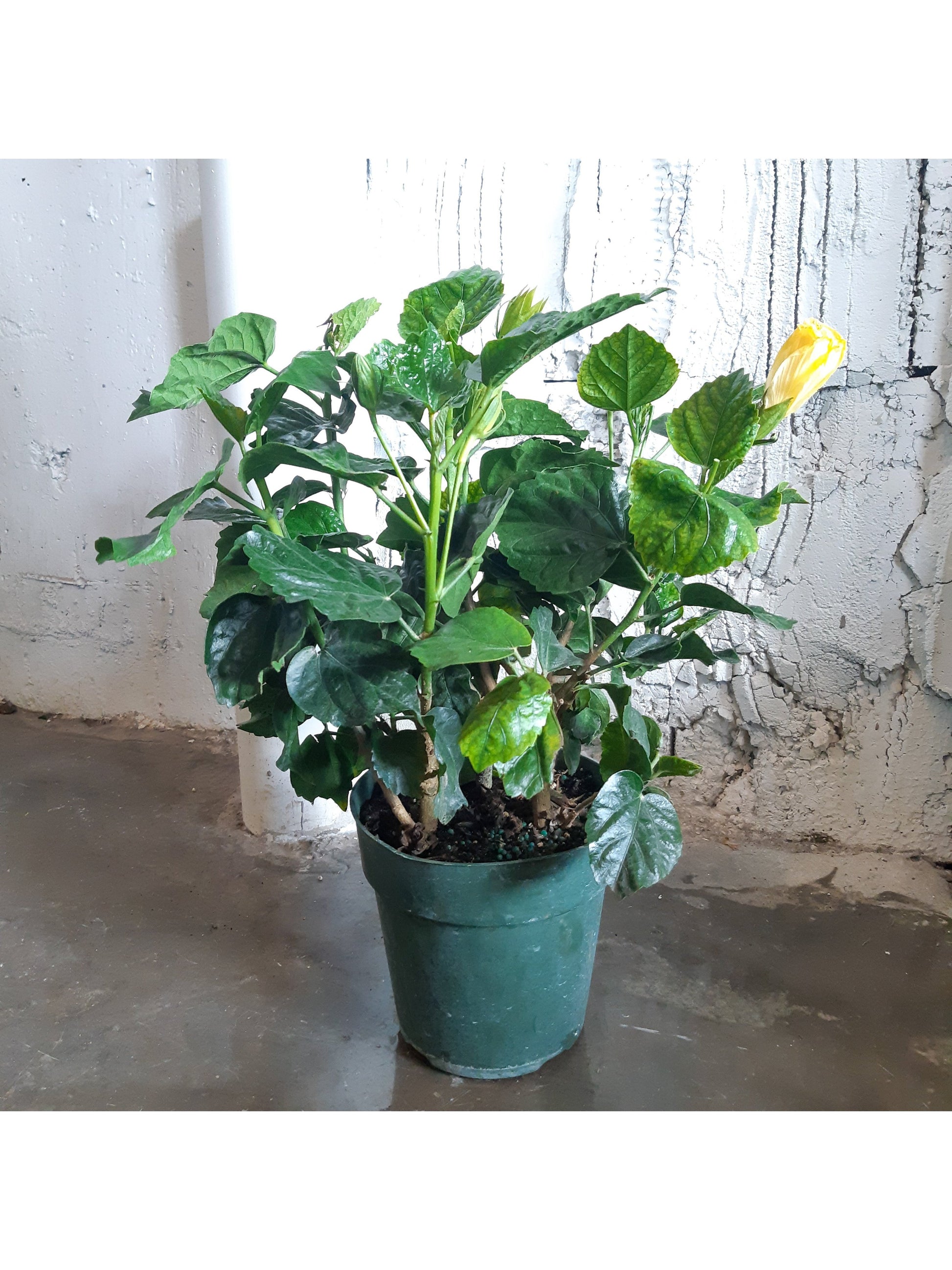 Hibbel (Hibiscus)