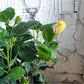 Hibbel (Hibiscus)